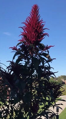 Amaranth OPOPEO Red Flower Edible Leaves & Grain Microgreens Non-GMO – Heirloom, Edible Flowers and Leaves seeds for planting in home garden – heirloom, non-GMO variety