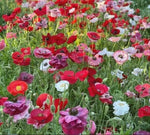 POPPY MIX WILDFLOWER SEEDS – Heirloom, Non-GMO seeds for planting in home garden – heirloom, non-GMO variety