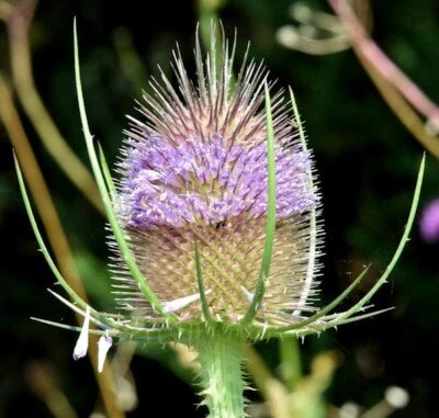 purple Teasel flower seeds, DIPSACUS FULLONUM, organic wild flower, FREE SH – Heirloom, Non-GMO seeds for planting in home garden – heirloom, non-GMO variety