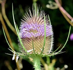purple Teasel flower seeds, DIPSACUS FULLONUM, organic wild flower, FREE SH – Heirloom, Non-GMO seeds for planting in home garden – heirloom, non-GMO variety