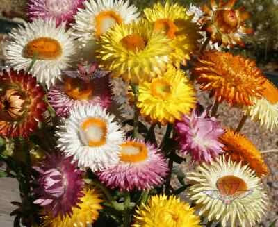 Dwarf Strawflower Mix Seeds for Planting, Helichrysum, Paper Daisy, Everlasting, FREE SHIP â€“ Heirloom, Non-GMO seeds for planting in home garden â€“ heirloom, non-GMO variety