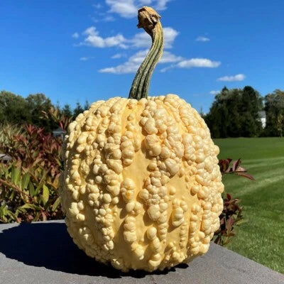 Pumpkin Knucklehead Popcorn F1 Seed Pumpkins Specialty Seeds for Planting Rare – Heirloom, Non-GMO seeds for planting in home garden – heirloom, non-GMO variety