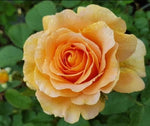 Honey Perfume Floribunda Rose Seeds for Planting - Pack - Rose Flower Gardening â€“ Heirloom, Non-GMO seeds for planting in home garden â€“ heirloom, non-GMO variety