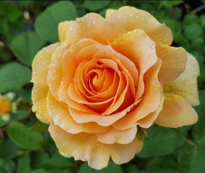 Honey Perfume Floribunda Rose Seeds for Planting - Pack - Rose Flower Gardening â€“ Heirloom, Non-GMO seeds for planting in home garden â€“ heirloom, non-GMO variety