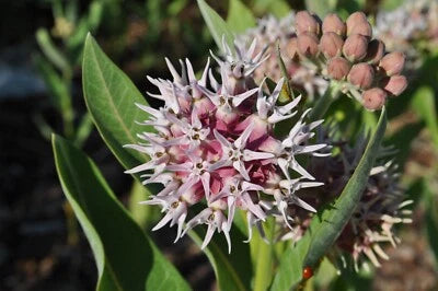 Showy Milkweed Seeds for Planting, Asclepias, Butterfly Weed, Easy Grow Heirloom, Non-GMO seeds for planting in home garden â€“ heirloom, non-GMO variety