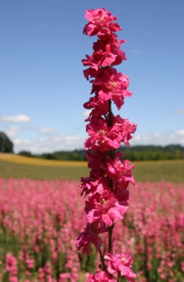 Rocket Larkspur Delphinium DEEP CARMINE Flowers Pollinators Non-GMO – Heirloom seeds for planting in home garden – heirloom, non-GMO variety