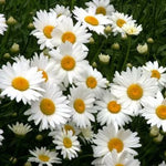 SHASTA DAISY Chrysanthemum Perennial Heirloom Flower Meadow Non-GMO seeds for planting in home garden â€“ heirloom, non-GMO variety