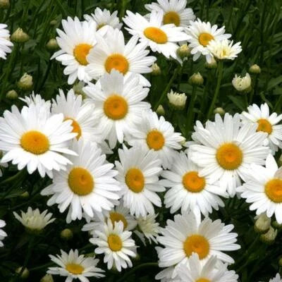 SHASTA DAISY Chrysanthemum Perennial Heirloom Flower Meadow Non-GMO seeds for planting in home garden â€“ heirloom, non-GMO variety