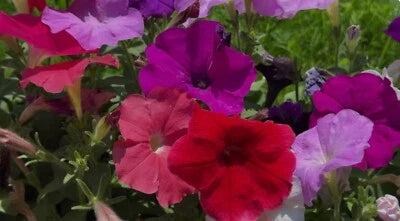 Dwarf Petunia Seeds for Planting, Mixed colors, Attracts butterfles & hummingbirds â€“ Heirloom, Non-GMO seeds for planting in home garden â€“ heirloom, non-GMO variety