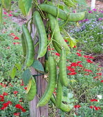 Jack Bean Seeds for Planting Pack Canavalia ensiformis Sword Bean Fast-Growing Vin – Heirloom, Non-GMO seeds for planting in home garden – heirloom, non-GMO variety