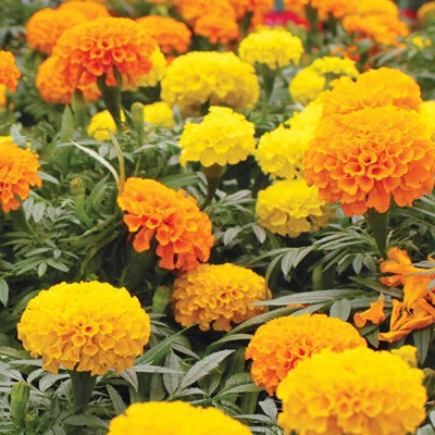 CrackerJack Mix Marigold Seeds for Planting Heirloom Flower Seeds for Planting , Non-GMO, Easy to Grow, Annual Blooms seeds for planting in home garden – heirloom, non-GMO variety