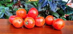 Tomato Peach Elbertas Beautiful Tasty Rich In Vitamins And Antioxidants – Heirloom, Non-GMO, Fragrant, Climbing Annual seeds for planting in home garden – heirloom, non-GMO variety