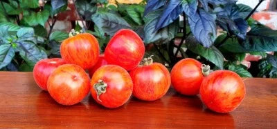 Tomato Peach Elbertas Beautiful Tasty Rich In Vitamins And Antioxidants – Heirloom, Non-GMO, Fragrant, Climbing Annual seeds for planting in home garden – heirloom, non-GMO variety