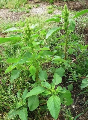 Red Root Pigweed seeds Amaranthus Retroflexus ORGANIC FREE SH – Heirloom, Non-GMO seeds for planting in home garden – heirloom, non-GMO variety
