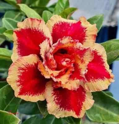 NEW Adenium Obesum - Desert Rose SANTA – Heirloom, Non-GMO seeds for planting in home garden – heirloom, non-GMO variety