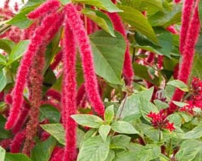 Red Love Lies Bleeding Seeds for Planting Fresh Seeds for Planting – Heirloom, Non-GMO seeds for planting in home garden – heirloom, non-GMO variety