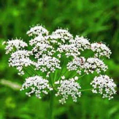 ANISE, HEIRLOOM, SEEDS, SMELLS GREAT, UNIQUE FLAVOR, HERB, SPICE, Non-GMO seeds for planting in home garden – heirloom, non-GMO variety