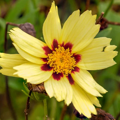 UPTICK CREAM Coreopsis Seeds for Planting (Coreopsis tinctoria) Annual Garden Flower – Heirloom, Non-GMO seeds for planting in home garden – heirloom, non-GMO variety