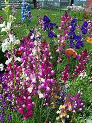 Snapdragon Fairy Bouquet Sees, Come in a multitude of colors – Heirloom, Non-GMO, Easy to Grow, Annual Blooms seeds for planting in home garden – heirloom, non-GMO variety