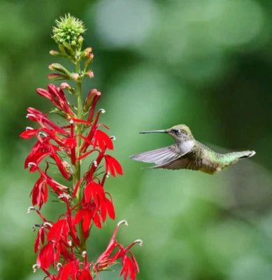 CARDINAL FLOWER Red Hummingbird Plant Perennial Wet Areas Non-GMO – Heirloom seeds for planting in home garden – heirloom, non-GMO variety
