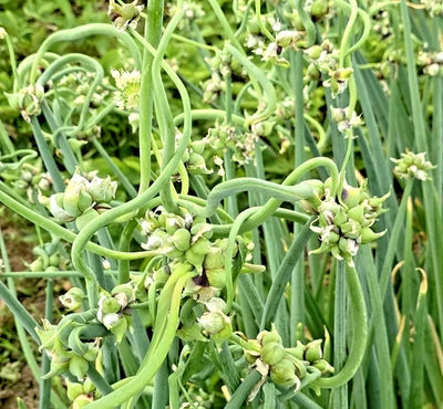 Onion seeds Top Sets Egyptian Walking Onions Multiplier Tree Onion Perennial – Heirloom, Non-GMO seeds for planting in home garden – heirloom, non-GMO variety
