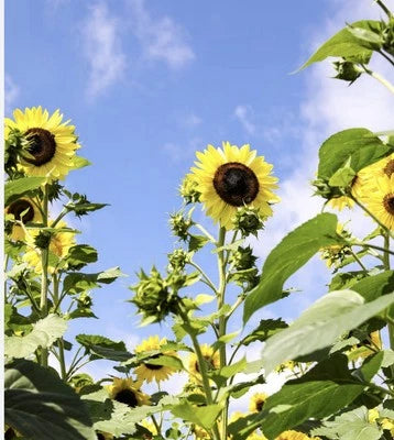 ORGANIC SUNFLOWER Seeds for Planting - Vibrant Lemon Queen Attracts Pollinators Ship Free – Heirloom, Non-GMO seeds for planting in home garden – heirloom, non-GMO variety