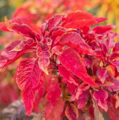 Red Garnet Amaranth Seeds for Planting Heirloom & Non-GMO Fresh Garden Seeds for Planting seeds for planting in home garden â€“ heirloom, non-GMO variety