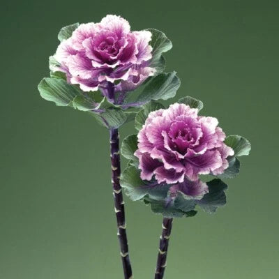 Flowering Kale Seeds for Planting Flowering Kale Rose Flare Ornamental Kale Seeds for Planting – Heirloom, Non-GMO seeds for planting in home garden – heirloom, non-GMO variety