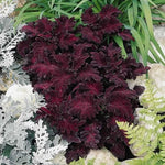 Black Dragon Coleus Seeds for Planting Bold Foliage Easy to Grow Garden Plant – Heirloom, Non-GMO seeds for planting in home garden – heirloom, non-GMO variety