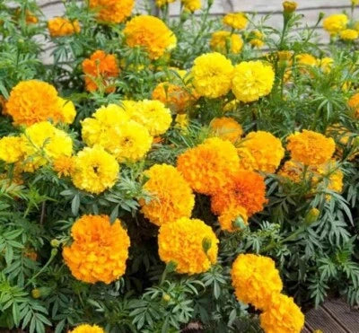 Cracker Jack Mix CrackerJack Mix Marigold Seeds for Planting Non-GMO – Heirloom, Easy to Grow, Annual Blooms seeds for planting in home garden – heirloom, non-GMO variety
