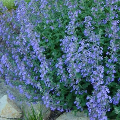 CATMINT Lavender Blue Heirloom Perennial Teas Insect Repellant Non-GMO, Perennial, Pollinator-Friendly, Drought-Tolerant, Perennial seeds for planting in home garden – heirloom, non-GMO variety