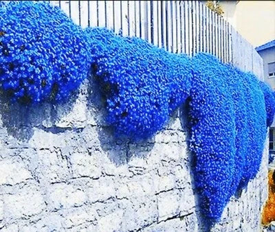 Creeping Thyme Herb Flower Seeds for Planting Thymus Serpyllum Ground Cover Blue FS4- – Heirloom, Non-GMO seeds for planting in home garden – heirloom, non-GMO variety