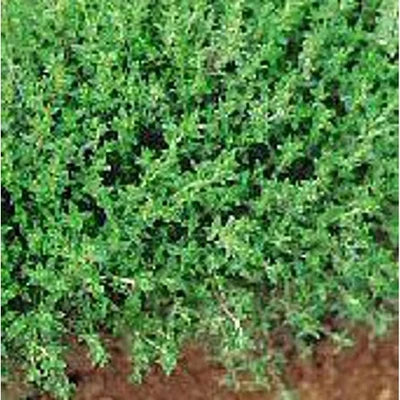 Winter Savory Seeds for Planting ( Seeds for Planting) Non GMO Vegetable Fruit Herb Flower Seeds for Planting fo – Heirloom, Non-GMO seeds for planting in home garden – heirloom, non-GMO variety