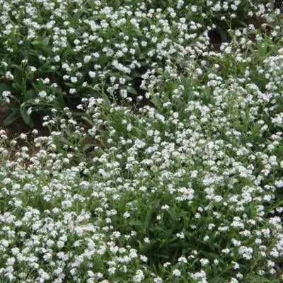 Forget Me Nots WHITE Perennial Moon Garden Ground Cover Border Non-GMO â€“ Heirloom seeds for planting in home garden â€“ heirloom, non-GMO variety