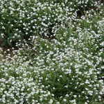 Forget Me Nots WHITE Perennial Moon Garden Ground Cover Border Non-GMO â€“ Heirloom seeds for planting in home garden â€“ heirloom, non-GMO variety