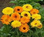 Calendula Seeds for Planting Pacific Beauty Mix Ct Flower ANNUAL USA Seller – Heirloom, Non-GMO seeds for planting in home garden – heirloom, non-GMO variety