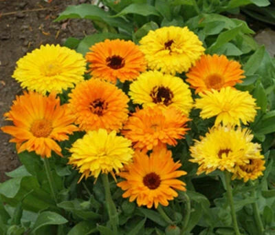 Calendula Seeds for Planting Pacific Beauty Mix Ct Flower ANNUAL USA Seller – Heirloom, Non-GMO seeds for planting in home garden – heirloom, non-GMO variety