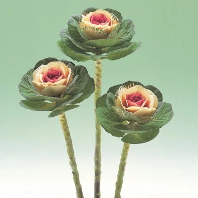 Flowering Kale Seeds for Planting Flowering Kale Crane Bicolor Ornamental Kale Seeds for Planting – Heirloom, Non-GMO seeds for planting in home garden – heirloom, non-GMO variety