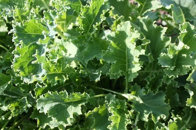 Vates Blue Curled Kale Seeds for Planting Fresh Eating, Cooking – Heirloom, Non-GMO seeds for planting in home garden – heirloom, non-GMO variety