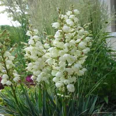Adam's Needle Yucca Seeds for Planting USA Seeds for Planting Organic Ships free – Heirloom, Non-GMO seeds for planting in home garden – heirloom, non-GMO variety