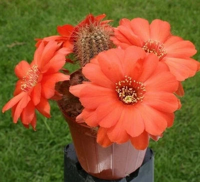 Chamaelobivia (Peanut Cactus) Wotan Cactus Seeds for Planting – Heirloom, Non-GMO, Fragrant, Climbing Annual seeds for planting in home garden – heirloom, non-GMO variety