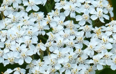 Yarrow White Achillea Seeds for Planting Flower Herb Medicinal PERRENIAL â€“ Heirloom, Non-GMO seeds for planting in home garden â€“ heirloom, non-GMO variety