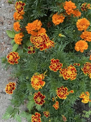 French Marigold Flower Seed Mix Non-GMO Heirloom Fresh Annual Flower Seeds for Planting, Easy to Grow, Annual Blooms seeds for planting in home garden – heirloom, non-GMO variety