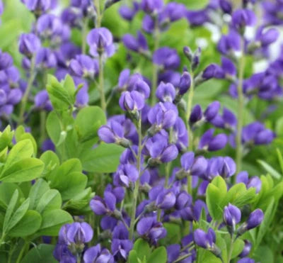 BAPTISIA Wild Indigo Blue Flowers Butterfly Host Plant Perennial NonGMO â€“ Heirloom, Non-GMO seeds for planting in home garden â€“ heirloom, non-GMO variety