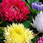 Powderpuff Mix Aster Seeds for Planting NON-GMO Heirloom Fresh Flower Seeds for Planting seeds for planting in home garden – heirloom, non-GMO variety