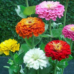 Zinnia elegans DAHLIA Flowered Mix Hummingbirds Pollinators Non-GMO â€“ Heirloom, Easy to Grow, Annual Blooms seeds for planting in home garden â€“ heirloom, non-GMO variety