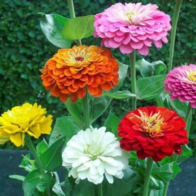 Zinnia elegans DAHLIA Flowered Mix Hummingbirds Pollinators Non-GMO â€“ Heirloom, Easy to Grow, Annual Blooms seeds for planting in home garden â€“ heirloom, non-GMO variety