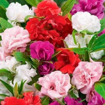 Camelia Flowered Mix Impatiens Seeds for Planting Non-GMO Seed Store – Heirloom, Easy to Grow, Annual Blooms seeds for planting in home garden – heirloom, non-GMO variety