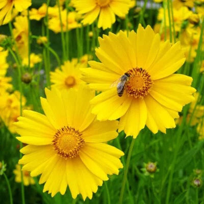 Lance Leaf Coreopsis Seeds for Planting Non-GMO Seed Store – Heirloom seeds for planting in home garden – heirloom, non-GMO variety