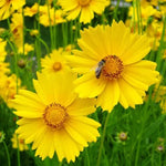 Lance Leaf Coreopsis Seeds for Planting Non-GMO Seed Store – Heirloom seeds for planting in home garden – heirloom, non-GMO variety